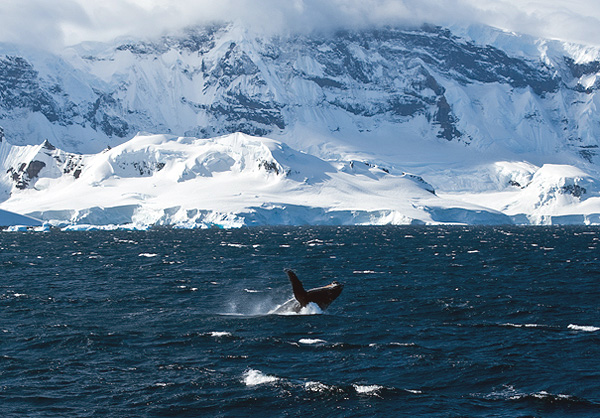 breaching-whale