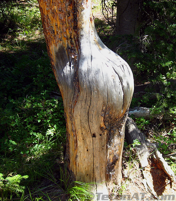 good-butt-tree
