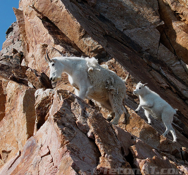 goats-near-snow-bridge