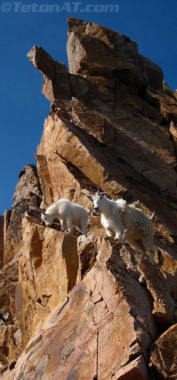 goats-on-granite-peak