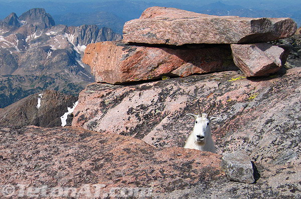 goats-on-summit