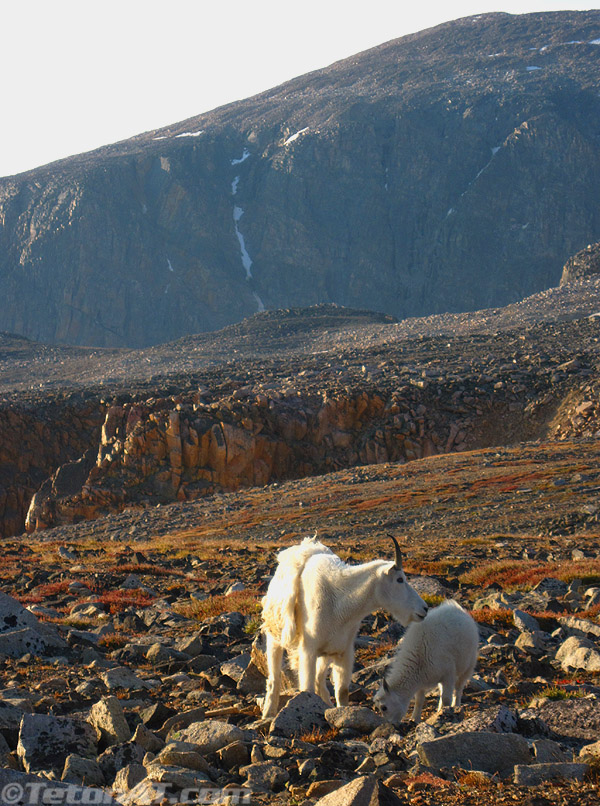 mountain-goats-near-tempest-mountain