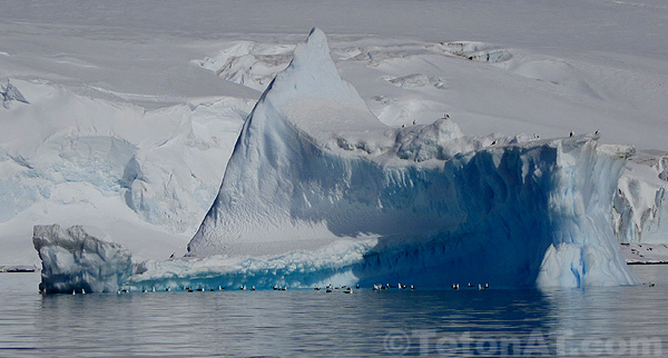 birds-and-iceberg-in-antarctica