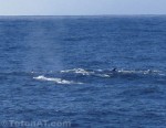 fin-whale-sighting