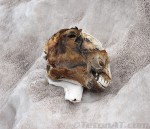 mule-skull-at-the-rock-of-death