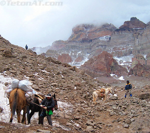 mules-on-the-last-stretch-before-plaza-de-mulas