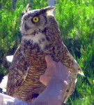 grey horned owl feathers-up-to-second-knuckle