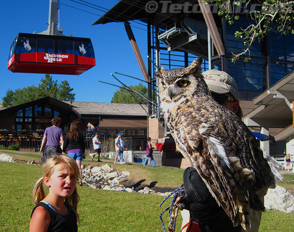 grey-horned-owl