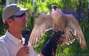 jason-jones-and-peregrine-falcon