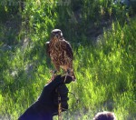 merlin-is-the-smallest-raptor