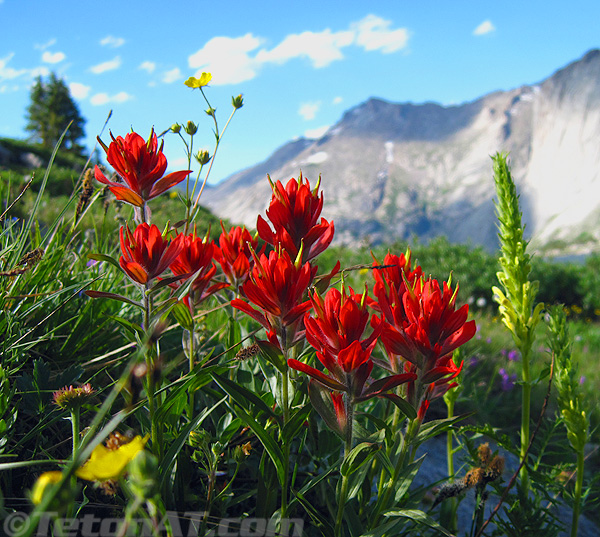 indian-paintbrush-at-deep-lake