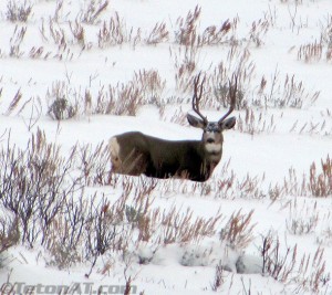 deer-in-the-meadow