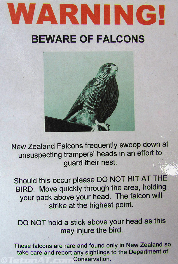 warning-falcons