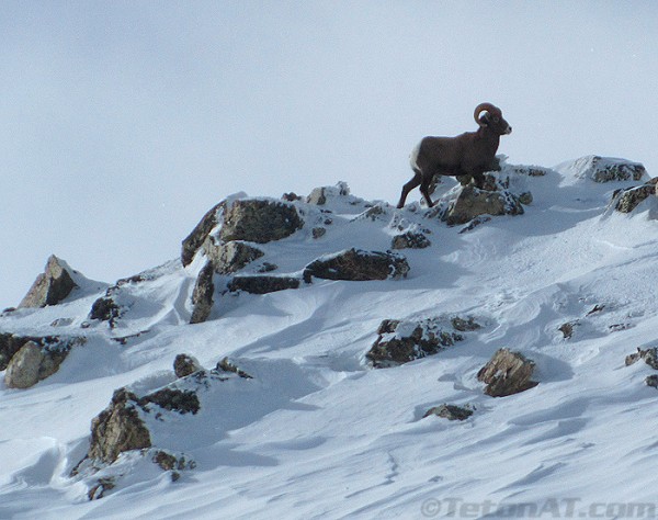 hello-mr-bighorn